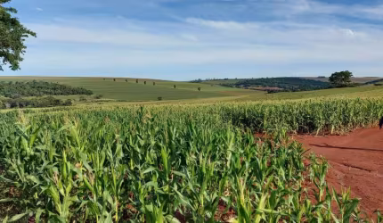 Sítio a Venda área de 22,183 Alqueires ,plantando 18 Alqueires  Porecatu PR
