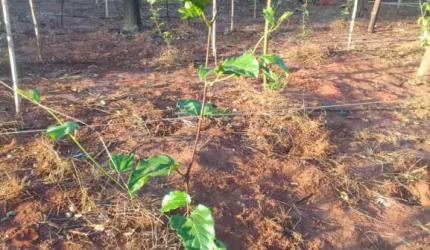Rural Chácara em São Carlos