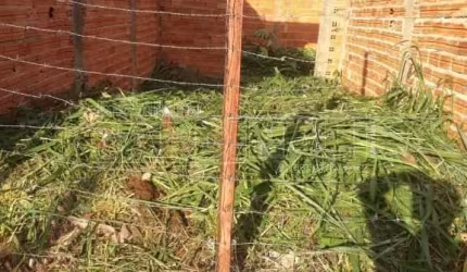 Terreno Padrão em São Carlos