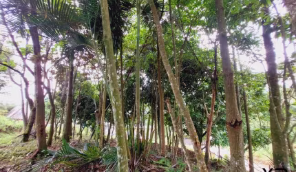 Lote/Terreno no Alto Aririú tem 589 m²