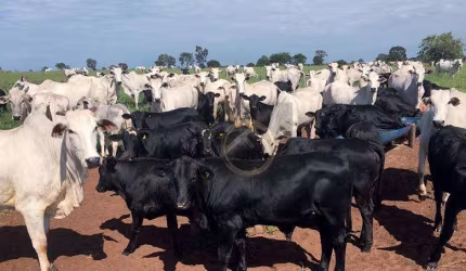Fazenda à venda, 24200000 m² - Centro - Douradina/PR