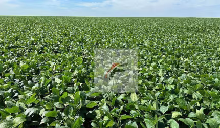 Fazenda com 3 dormitórios à venda, 1355200 m² por R$ 15.000.000,00 - Centro - Lapa/PR