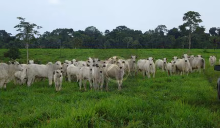 Fazenda à venda, 8736200 m² - Zona VII - Umuarama/PR