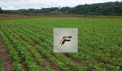 Fazenda à venda, 726000 m² por R$ 3.727.000,00 - Jardim Vitória - Turvo/PR
