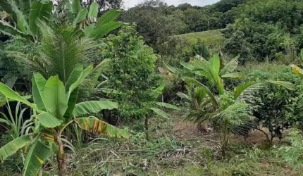 SITIO EM DIOGO. EXCELENTE LOCALIZAÇÃO!