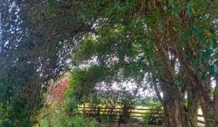 Casa para Venda em Viamão, MORRO GRANDE, 2 dormitórios, 1 banheiro