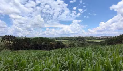 Chácara / sítio à venda em Mato do Chiqueiro, Balsa Nova  por R$ 290.000
