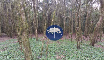 Chácara excelente para criação de Abelhas - com 7,57 alqueires no Tiete