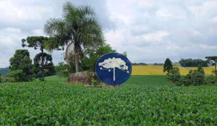 Chácara 10.5 alqueires em Guajuvira - Araucária