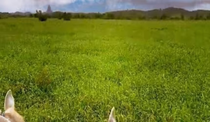 Fazenda 62,5 alqs., para engorda, na divida do Espirito Santo, pasto angola