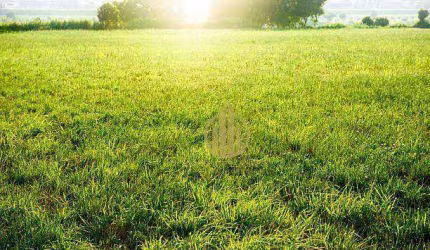 Terreno à venda, 382 m² por R$ 250.000 - Parque das Oliveiras - Ribeirão Preto/SP
