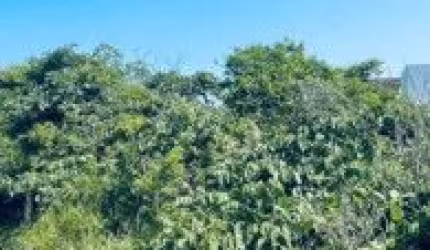 Terreno localizado na Estância Santa Cruz, em Itanhaém - lado praia em rua de terra.