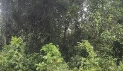 Terreno localizado no bairro Parque Fluvial em Itanhaém - lado serra, em rua de terra.