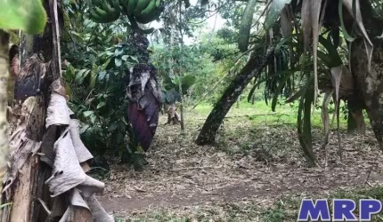 Terreno em Ubatuba, 8.000m ², bairro do Sertão da Quina, com acesso ao Rio
