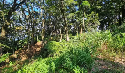 Área de Terras á Venda em São José do Herval, Morro Reuter/RS