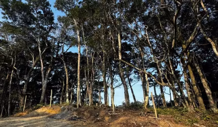 Lote/Terreno vista para Balneário Camboriú à Venda, Cedros - Camboriú