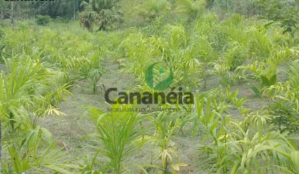 Sítio 4 alqueires - para arrendamento - Bairro Ex-Colônia - Cananéia Litoral Sul de SP