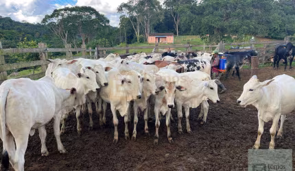 Vendo Fazenda em Camacan , Bahia