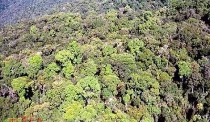 Área Reflorestamento FAZENDA À VENDA DE PARA COMPENSAÇÃO DE  RESERVA LEGAL, NO INTERIOR DE SÃO PAULO