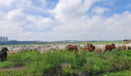 Fazenda plana no Vale do Paraiba
