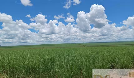 FAZENDA EM CANA A VENDA NA REGIÃO DE ADAMANTINA, 274 ALQUEIRES, SEM BENFEITORIAS