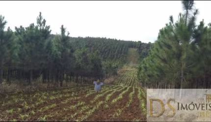 FAZENDA COM PINUS A VENDA NA REGIÃO DE REGISTRO-SP