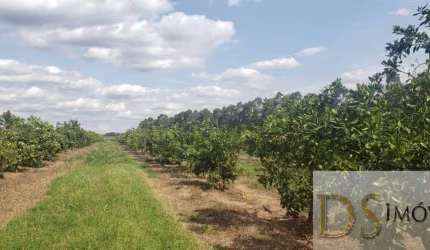 FAZENDA DE LARANJA  DE 176 ALQUEIRES NA REGIÃO DE ARARAQUARA-SP