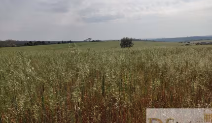 EXCELENTE FAZENDA A VENDA EM ITAPETININGA-SP, 53 ALQUEIRES, APROVEITAMENTO DE 40 ALQUEIRES, COM CASA SEDE, CASA DE CASEIRO E BARRACÃO