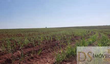FAZENDA COM CANA NA REGIÃO DE SÃO JOSE DO RIO PRETO-SP, ÁREA TOTAL DE 71 ALQUEIRES, 53 ALQUEIRES EM CANA, TOPOGRAFIA PLANA E SEMIPLANA