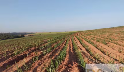 FAZENDA EM CANA A VENDA NA REGIÃO DE LINS/SP, COM 117 ALQUEIRES, SENDO 80 ALQUEIRES EM CANA, ÓTIMA TOPOGRAFIA E BOA EM ÁGUA