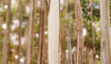 FLORESTA DE EUCALIPTO A VENDA NA REGIÃO DE ITAPEVA-SP COM EM TORNO DE 100 ALQUEIRES EM MADEIRA