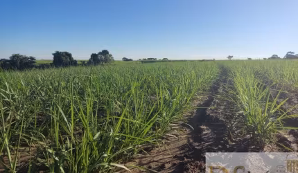 FAZENDA COM CANA A VENDA NA REGIÃO DE SOROCABA-SP, COM 119 ALQUEIRES, TOPOGRAFIA SEMI PLANA E LEVEMENTE ONDULADA