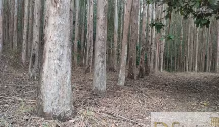 FAZENDA COM EUCALIPTO A VENDA NO ESTADO DE SÃO PAULO, COM ÁREA TOTAL DE 216 ALQUEIRES, 130 ALQUEIRES EM EUCALIPTO E ÓTIMA LOGÍSTICA