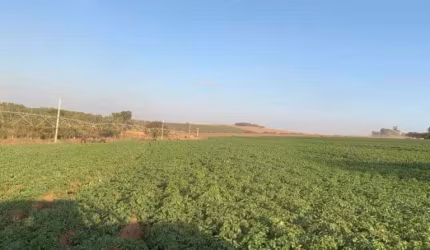 FAZENDA À VENDA NA REGIÃO DE CASA BRANCA/SP. COM 120 ALQUEIRES DE ÁREA TOTAL, COM CANA, PASTO E BENFEITORIAS.