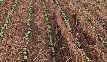FAZENDA A VENDA NA REGIÃO DE ITAPETININGA/SP. COM 41 ALQUEIRES, TOPOGRAFIA ONDULADA, TERRA MISTA A VERMELHA E CÓRREGO NOS FUNDOS. BOA LOGÍSTICA.