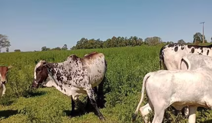 Fazenda de 150 alqueires em Garça/SP, Centro: topografia boa, boa de água, 70 alqueires em pasto. Apenas R$90 mil o alqueire!