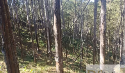 Fazenda com 100 alqueires de pinus à venda em Itapirapuã Paulista/SP: oportunidade única!