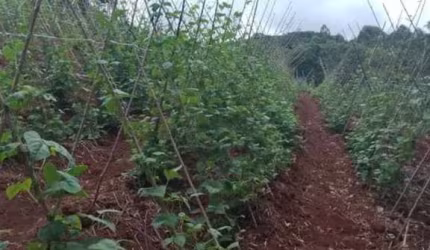 Fazenda de 53 alqueires à venda em Guapiara/SP  - Oportunidade de negócio imperdível!