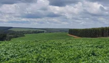 FAZENDA COM 71 ALQUEIRES À VENDA EM BAURU-SP: IDEAL PARA INVESTIMENTO AGROPECUÁRIO
