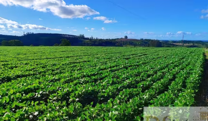 Sítio de 22 alqueires à venda em Itapetininga-SP: Imperdível oportunidade de investimento!