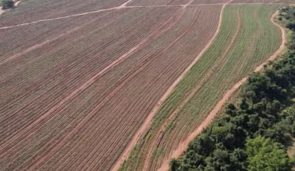 FAZENDA COM CANA DE 215 ALQUEIRES À VENDA EM ARARAQUARA-SP  - Excelente Oportunidade!