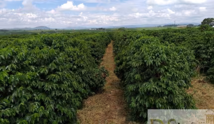OPORTUNIDADE ÚNICA: FAZENDA DE CAFÉ COM 120 ALQUEIRES EM PIUMHI/MG!