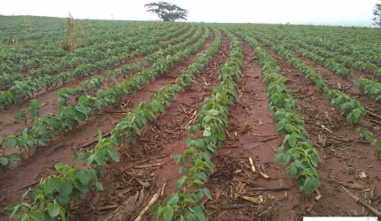 Fazenda à venda na Rua Alagoas, 122, Centro, Avaré