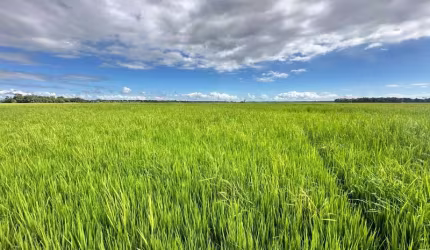 Oportunidade única! Sitio de 20,08 hectares à venda em Araquari-SC, bairro Santa Luzia. Confira!