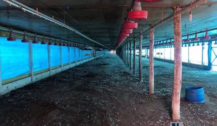 Sitio para venda na região de Jau-SP com 7,2 alqueires, granja para 40 mil frangos e pastagem para pecuária, benfeitorias