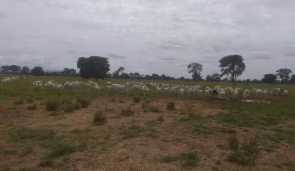 Fazenda para venda na região de Planaltina-GO com 4.600 hectares sendo 3.500 hectares em pastagem, rio na propriedade, muitas benfeitorias e semovente