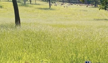 Sitio para venda na região de Ribeirão Preto-SP com 23,85 alqueires, pecuária, mandioca e granja, porteira fechada, semoventes, veículos e ferramentas