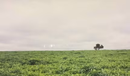 Fazenda para venda na região de Ituiutaba-MG com 200 hectares sendo 185 hectares em cana arrendada, plana, boa altitude, corrego na divisa, proxima da