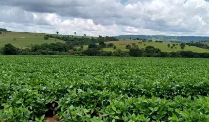 Fazenda para venda na região de Cafelandia-SP com 120 alqueires sendo 100 alqueires em soja arrendada, rio na divisa