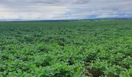 Fazenda para venda na região de Itaja-GO com 798 hectares na soja, área ideal para lavoura, colhe safrinha, altitude 780 m